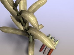 indian corn Modelo 3D