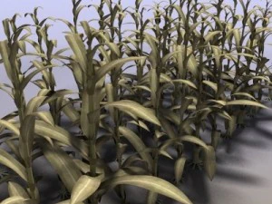 mais indiano Modello 3D