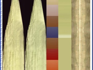 indian corn Modelo 3D