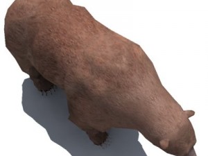 grizzly bear rigged 3D Model
