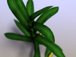 corn 3D Model