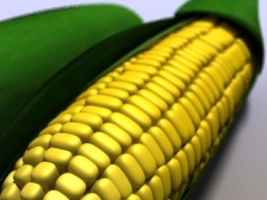 corn 3D Model