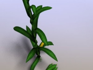 corn 3D Model
