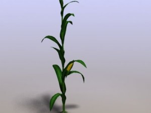 corn 3D Model