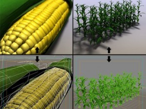 corn 3D Model