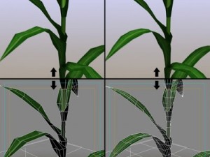 corn 3D Model