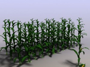 corn 3D Model