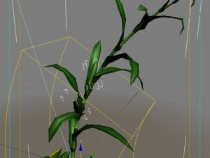 corn 3D Model