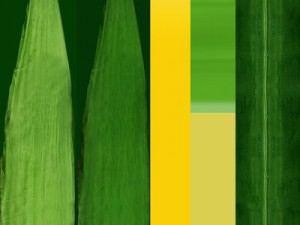 corn 3D Model
