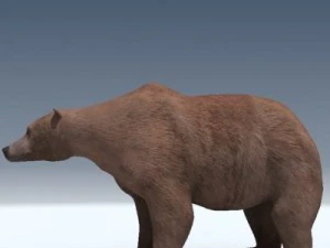 회색곰 3D 모델
