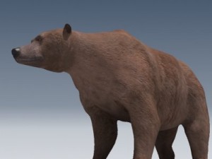 grizzly bear 3D 모델