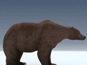 grizzly bear 3D 모델