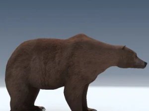 orso grizzly Modello 3D