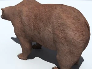 orso grizzly Modello 3D