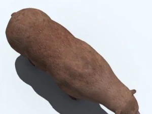 orso grizzly Modello 3D