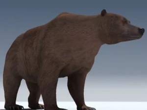 orso grizzly Modello 3D