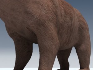 grizzly bear 3D 모델