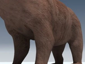 orso grizzly Modello 3D