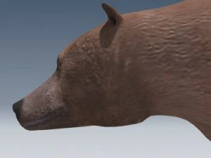 orso grizzly Modello 3D