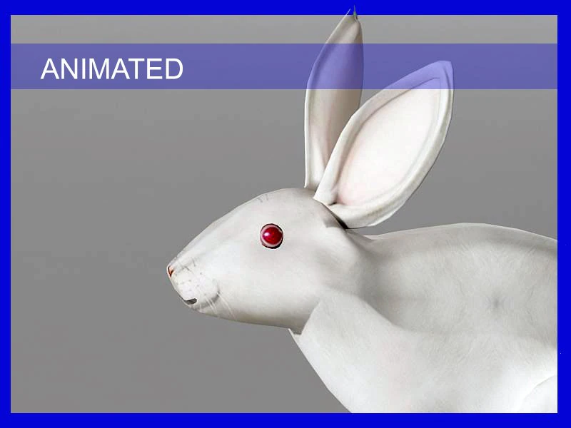 coniglio rigido Modello 3D .c4d .max .obj .3ds .fbx .stl .blend 