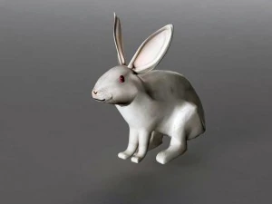 coniglio rigido Modello 3D