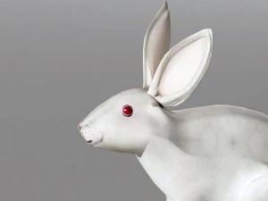 coniglio rigido Modello 3D