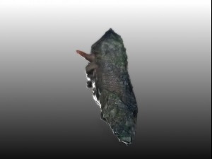 sea creature Model 3D