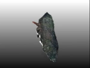 sea creature 3D Model