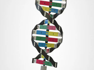 dna model 3D Model