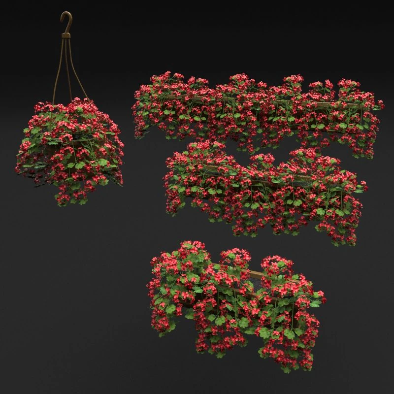 pelargonium box flower 3D Model .c4d .max .obj .3ds .fbx .stl .blend 