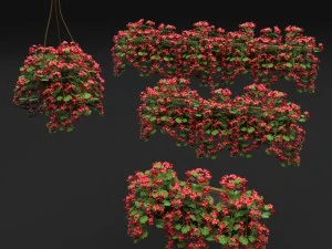 pelargonium buxusbloem 3D Model