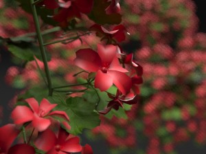 pelargonium box flower Model 3D