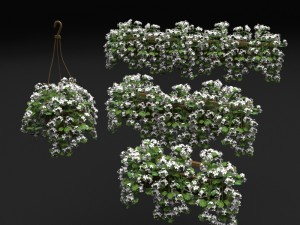 pelargonium box flower Model 3D