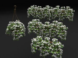 pelargonium box flower 3D Model