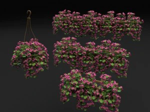 pelargonium box flower 3D Model