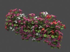 pelargonium box flower Model 3D