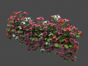 pelargonium box flower 3D Model