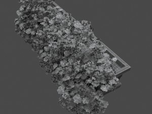 pelargonium box flower Model 3D