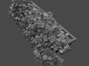 pelargonium box flower 3D Model