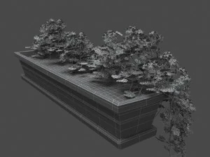 pelargonium box flower 3D Model