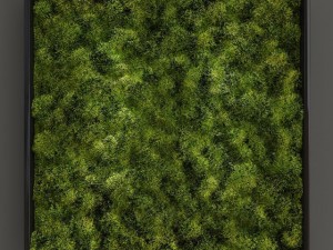 fytowall moss small 3D मॉडल