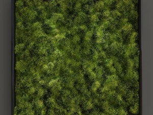 muschio fytowall piccolo Modello 3D