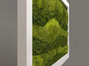 Grass And Ground Cover Download Grass And Ground Cover 3dexport