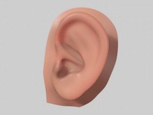 ear Model 3D