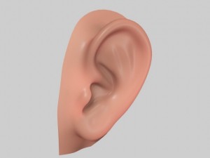 ear 3D Модель
