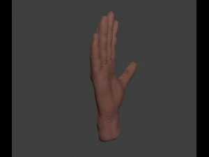 hand 3D Model