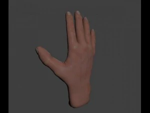 hand 3D Model