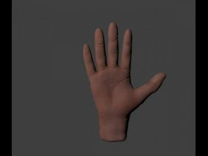 hand 3D Model