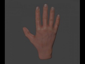 hand 3D Model