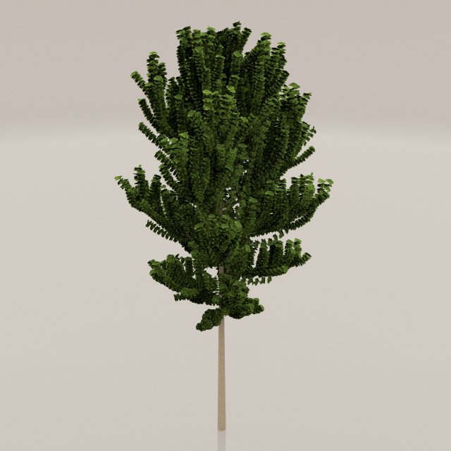 birch tree Model 3D .c4d .max .obj .3ds .fbx .stl .blend 